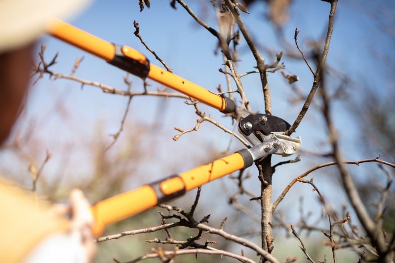 Increase Your Plum Tree Pruning Business with an AI Driven, Targeted Website