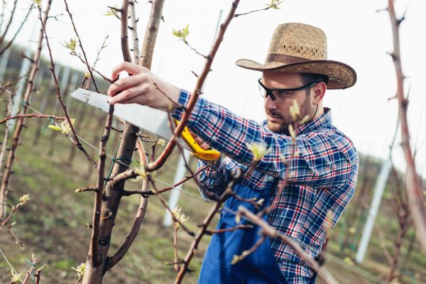 Orchard Tree Pruning - Orchard Tree Pruning Mcallen, Texas