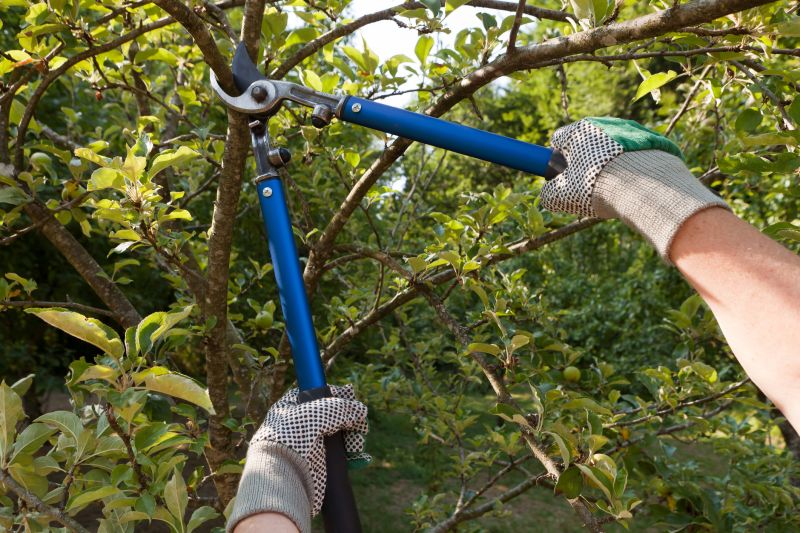 Plum Tree Pruning