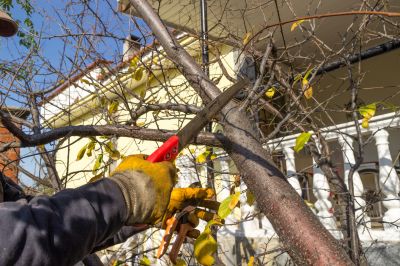 Plum Tree Pruning