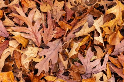 Fallen Leaves Covering Lawn