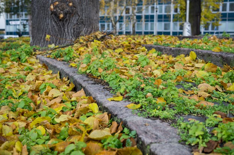 Autumn Landscape with Clear Pathways