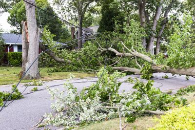 Yard with Fallen Tree