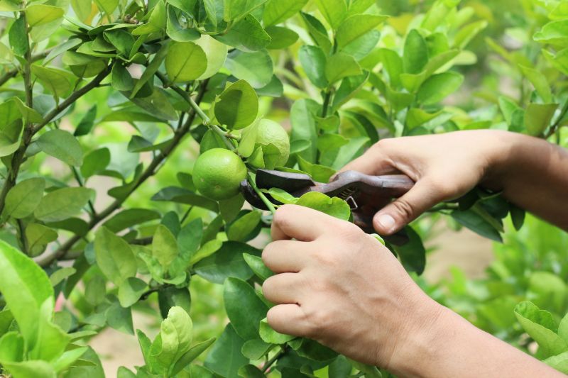 Plum Tree Pruning
