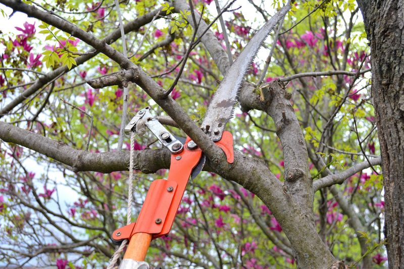 Plum Tree Pruning