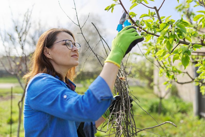 Plum Tree Pruning