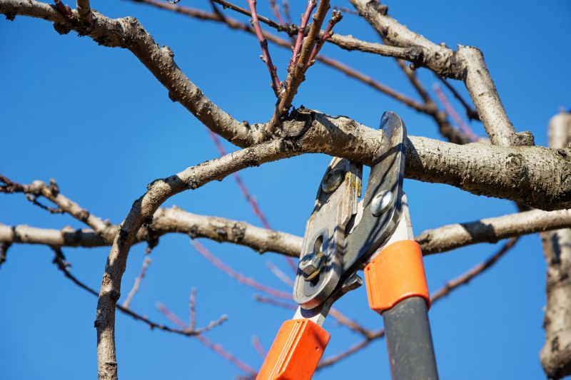 Plum Tree Pruning