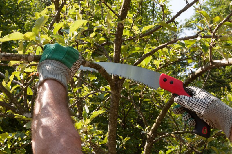 Plum Tree Pruning