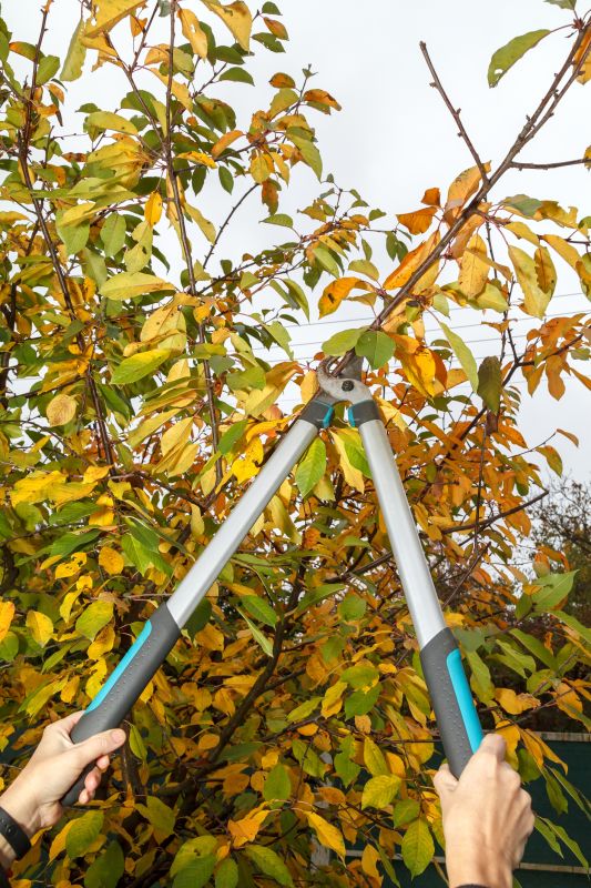 Plum Tree Pruning