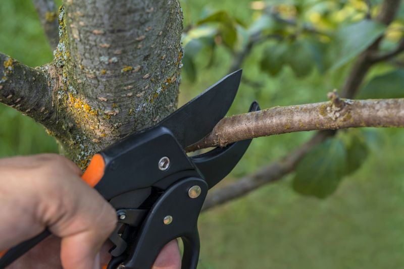 Plum Tree Pruning