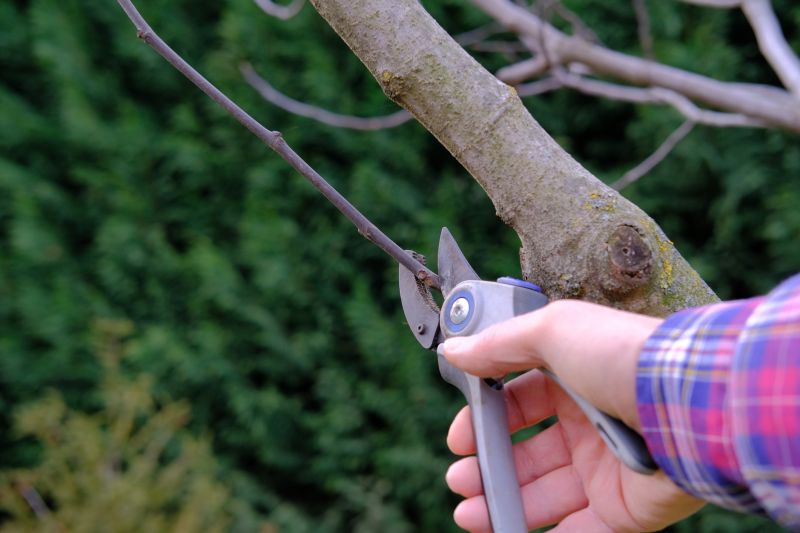 Plum Tree Pruning