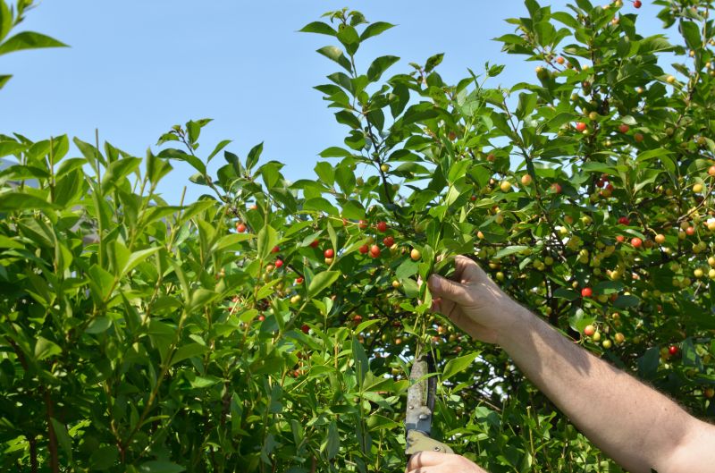 Plum Tree Pruning