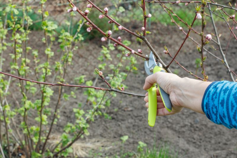 Plum Tree Pruning