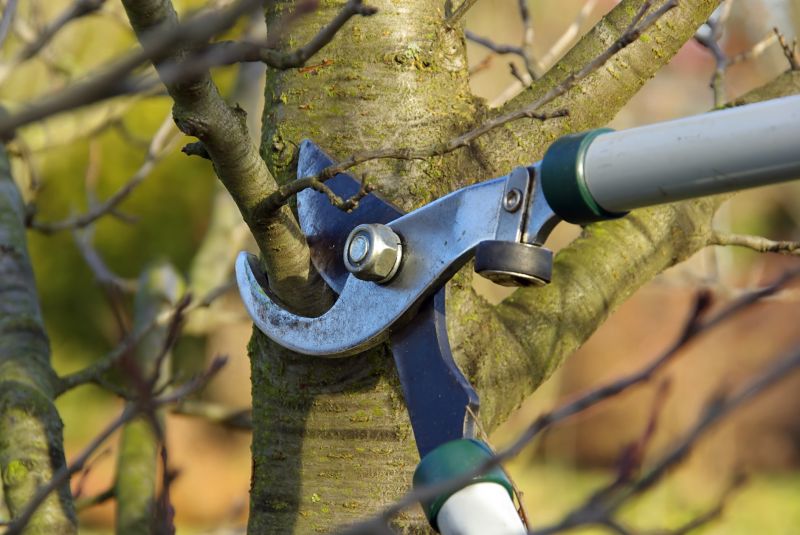 Plum Tree Pruning