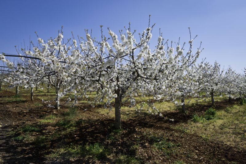 Spring Pruning Benefits