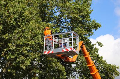 Tree Pruning in Difficult Areas